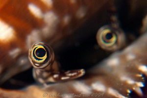 the Conch eye! Anilao by Andrew Macleod 